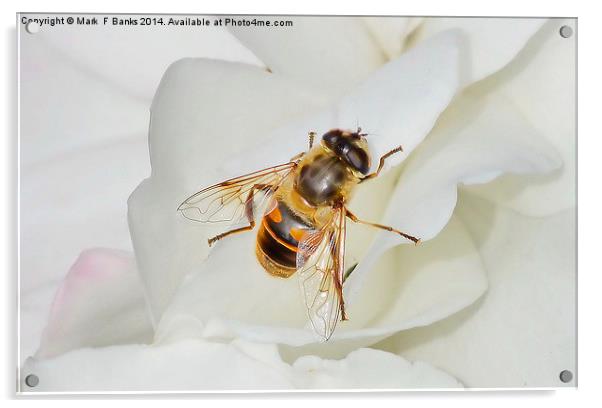  Hoverfly On White Rose Acrylic by Mark  F Banks