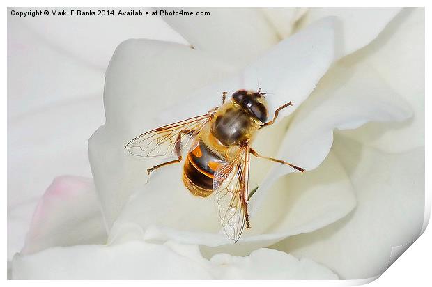  Hoverfly On White Rose Print by Mark  F Banks