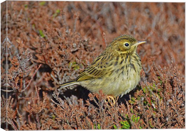  Meadow Pipit Canvas Print by Billy Tinkler