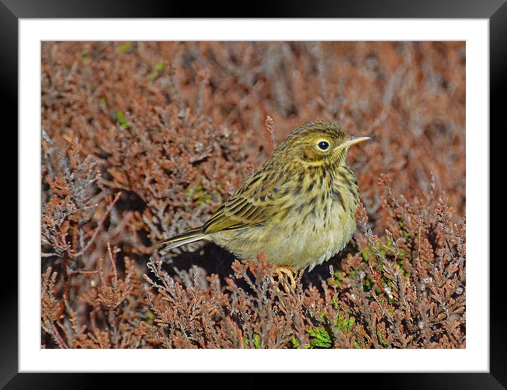  Meadow Pipit Framed Mounted Print by Billy Tinkler