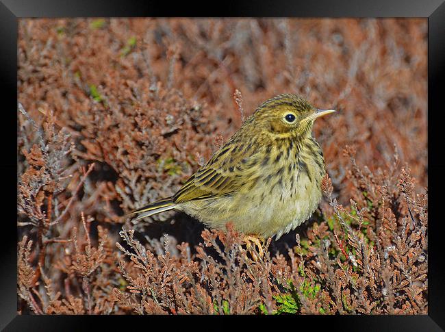  Meadow Pipit Framed Print by Billy Tinkler