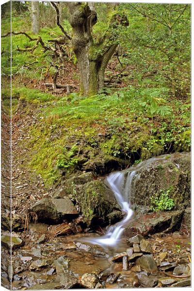 Glenthorne Falls  Canvas Print by graham young