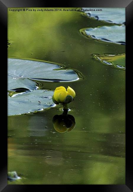  Yellow Framed Print by Pics by Jody Adams