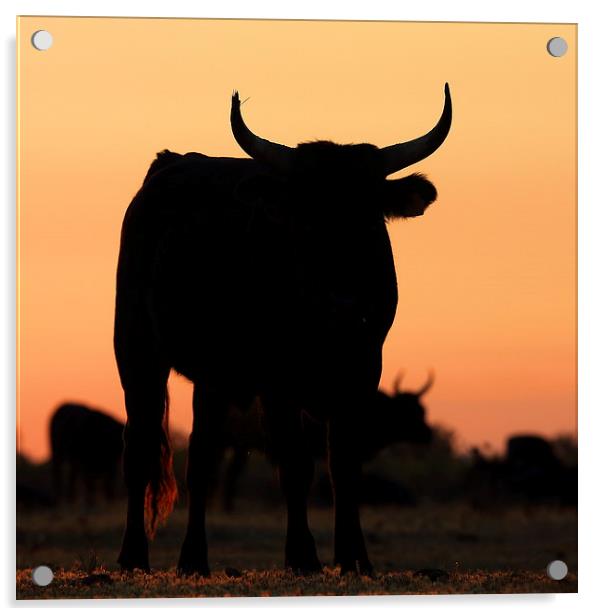  Camargue bull Acrylic by John Akar
