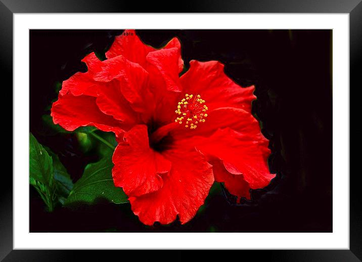  Blood Red  Framed Mounted Print by sylvia scotting