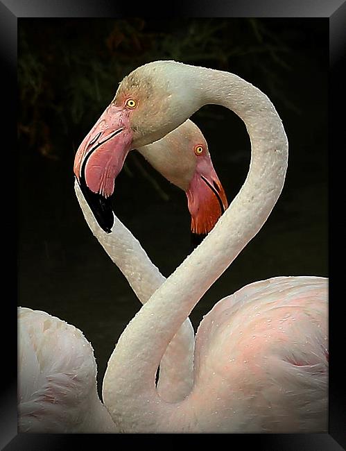  Flamingo Heart Framed Print by John Akar