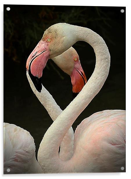  Flamingo Heart Acrylic by John Akar