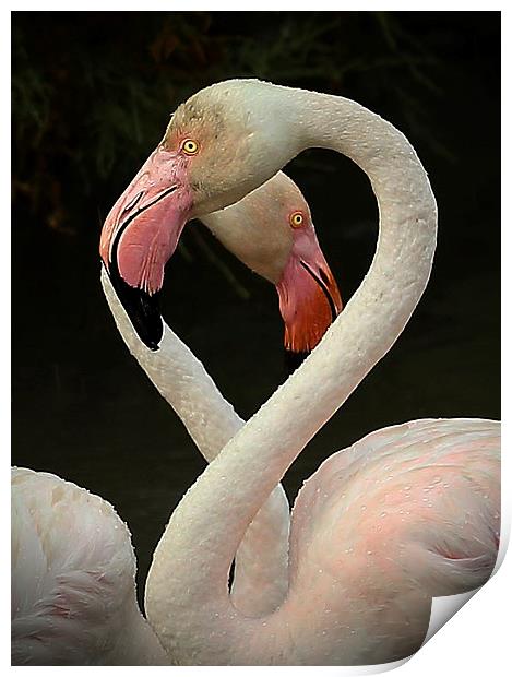  Flamingo Heart Print by John Akar
