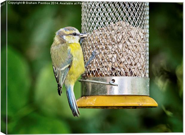  Fledgling Blue Tit at Feeder Canvas Print by Graham Prentice