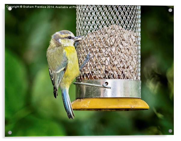 Fledgling Blue Tit at Feeder Acrylic by Graham Prentice