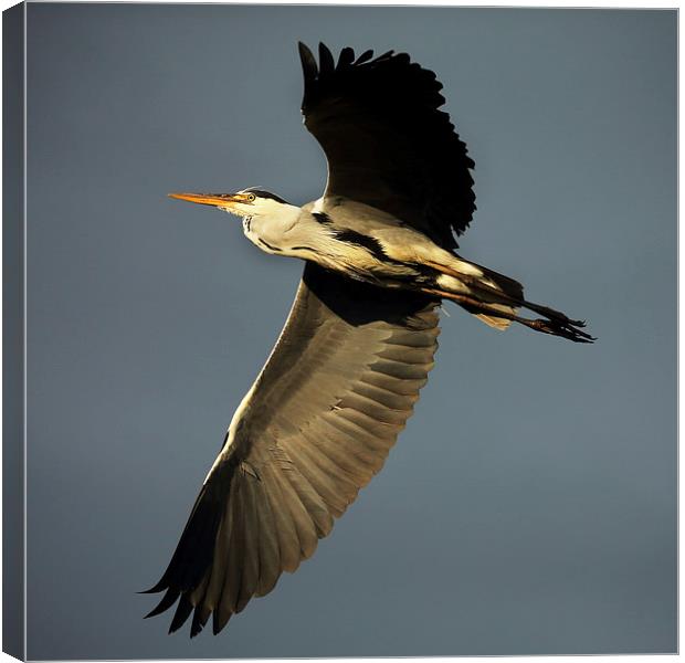 Grey Heron Flying Canvas Print by John Akar