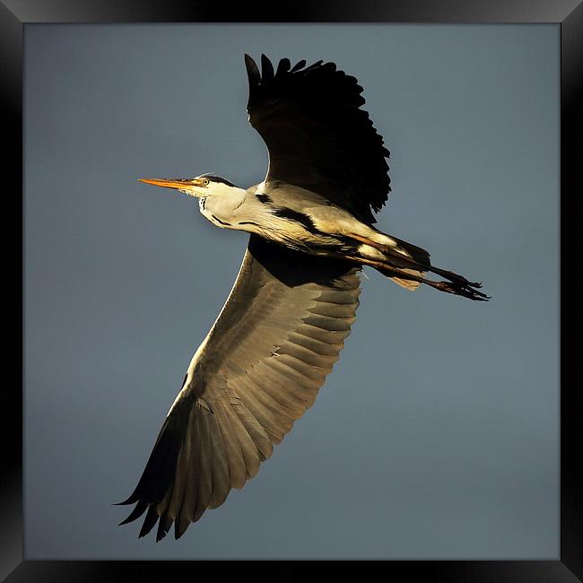 Grey Heron Flying Framed Print by John Akar