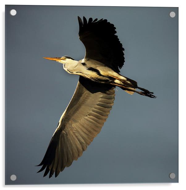 Grey Heron Flying Acrylic by John Akar