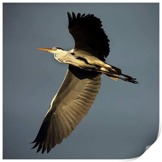 Grey Heron Flying Print by John Akar