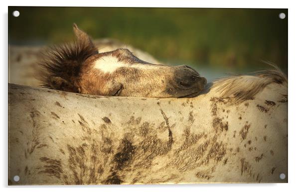  Foal sleeping on mum's back Acrylic by John Akar