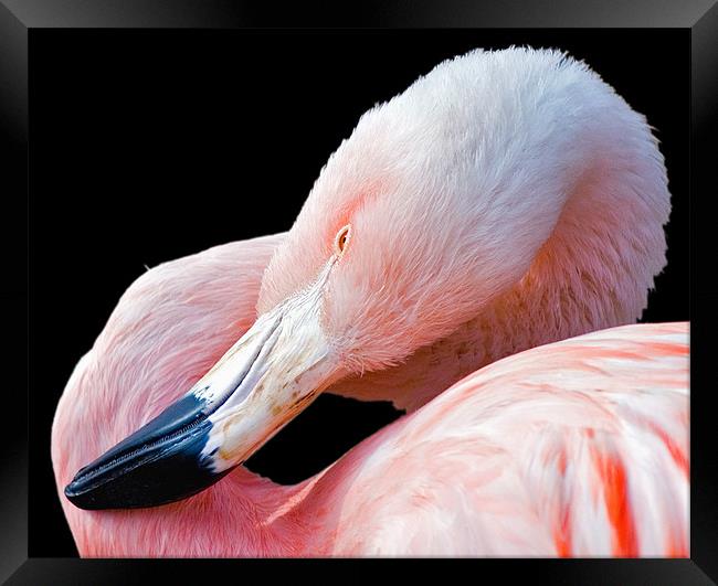 Flamingo twist Framed Print by Eyal Nahmias