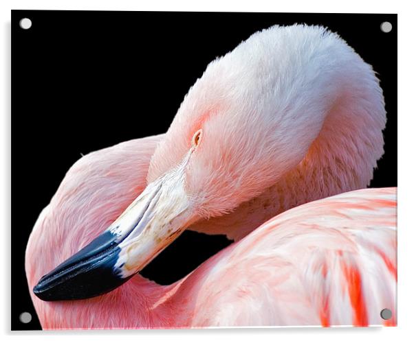 Flamingo twist Acrylic by Eyal Nahmias