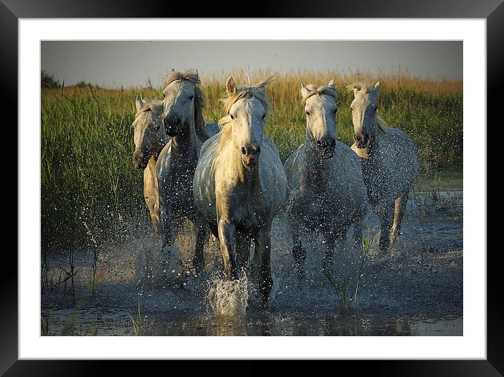  White horses running through water - camargue Framed Mounted Print by John Akar