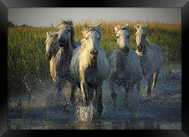  White horses running through water - camargue Framed Print by John Akar
