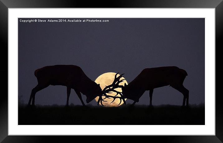  Moonlight Rut Framed Mounted Print by Steve Adams