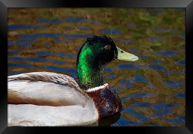  Beautiful iridescent Mallard Duck Framed Print by James Bennett (MBK W