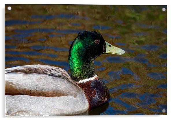  Beautiful iridescent Mallard Duck Acrylic by James Bennett (MBK W