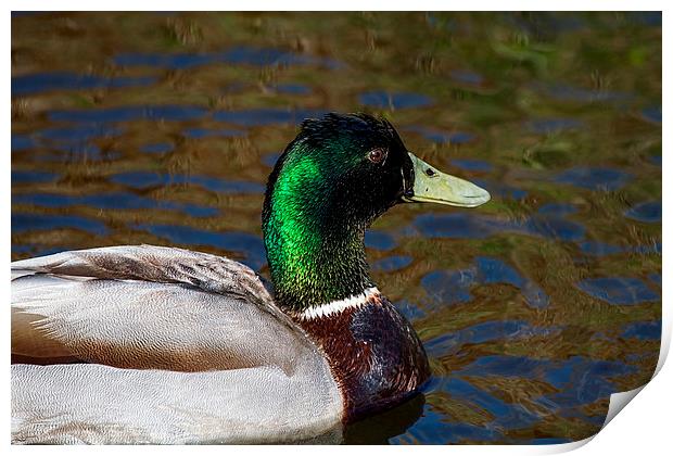  Beautiful iridescent Mallard Duck Print by James Bennett (MBK W
