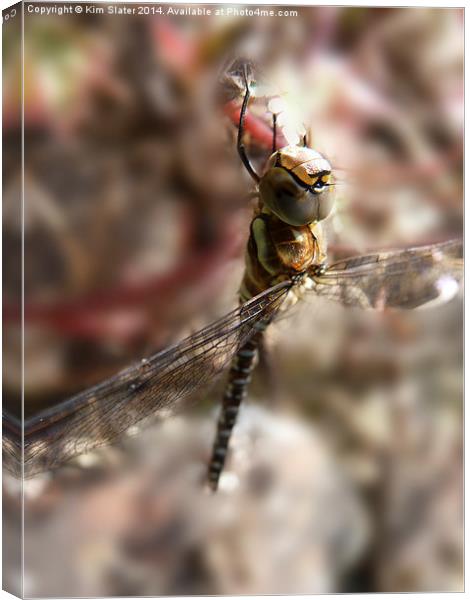  Migrant Hawker Dragonfly Canvas Print by Kim Slater