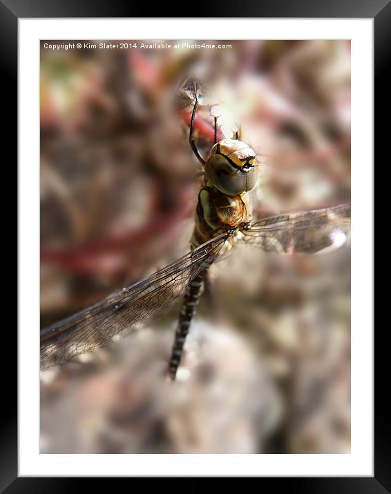  Migrant Hawker Dragonfly Framed Mounted Print by Kim Slater