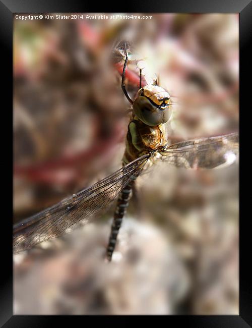  Migrant Hawker Dragonfly Framed Print by Kim Slater