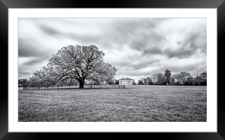  Old tree at Danson Park Framed Mounted Print by John Ly