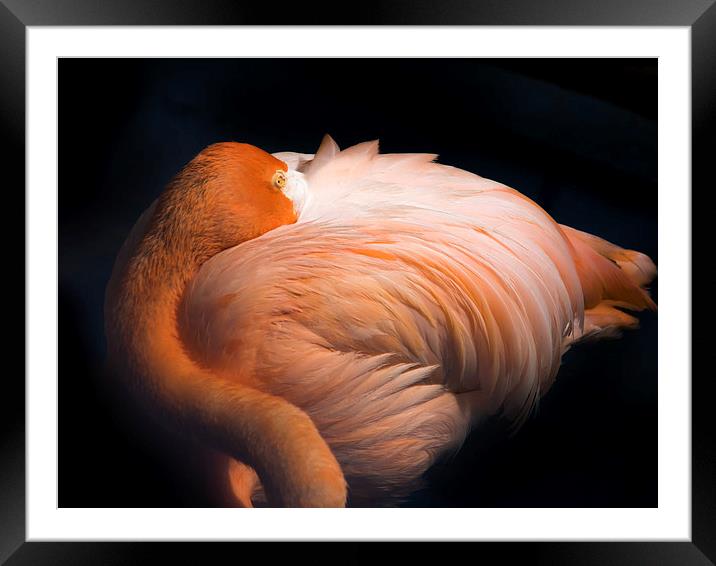   Framed Mounted Print by Gail Johnson