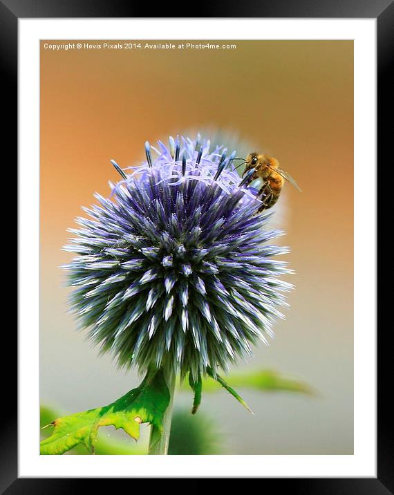  A taste of Echinops Framed Mounted Print by Dave Burden