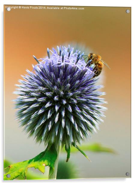  A taste of Echinops Acrylic by Dave Burden