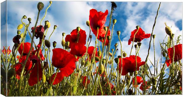  POPPIES SWAYING Canvas Print by Michele Cohen