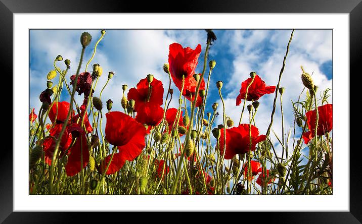  POPPIES SWAYING Framed Mounted Print by Michele Cohen