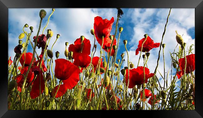  POPPIES SWAYING Framed Print by Michele Cohen