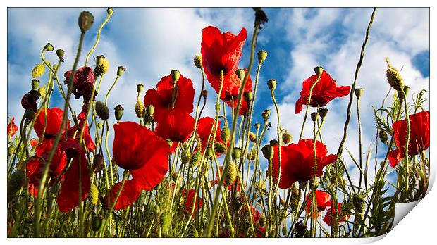  POPPIES SWAYING Print by Michele Cohen