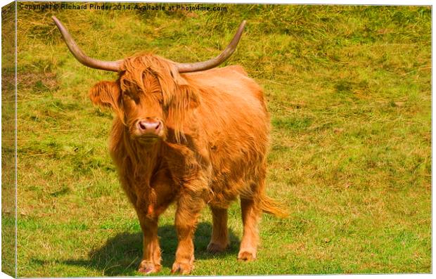  Highland Cow Canvas Print by Richard Pinder