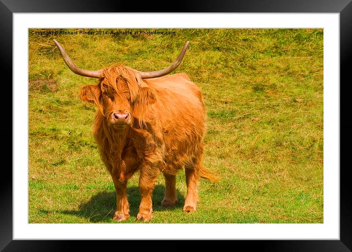  Highland Cow Framed Mounted Print by Richard Pinder