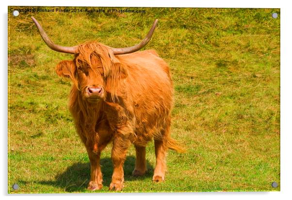  Highland Cow Acrylic by Richard Pinder