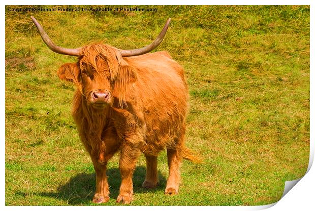  Highland Cow Print by Richard Pinder