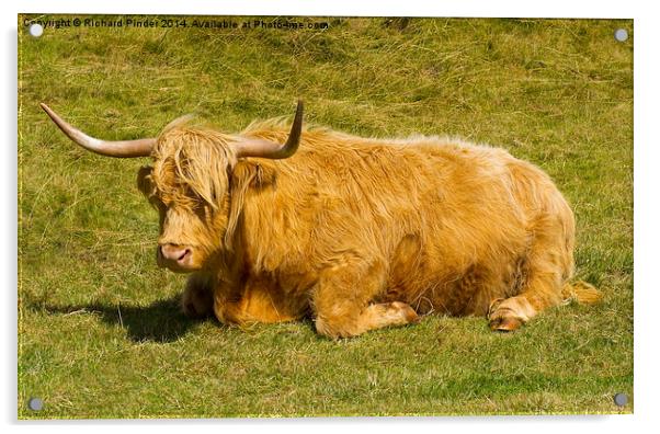   Highland Cow Acrylic by Richard Pinder