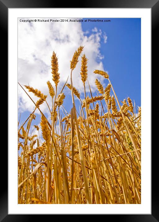  Wheat Framed Mounted Print by Richard Pinder
