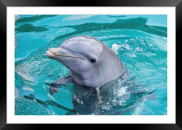  close up of a dolphin Framed Mounted Print by Gail Johnson