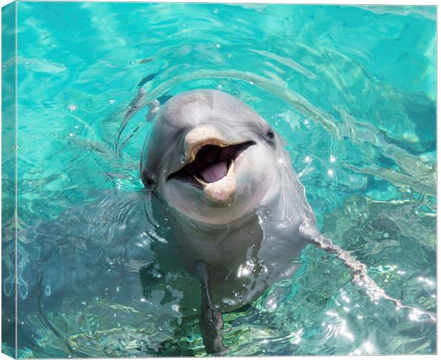   A close up of a dolphin  Canvas Print by Gail Johnson