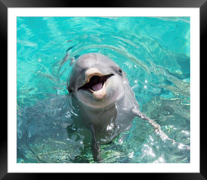   A close up of a dolphin  Framed Mounted Print by Gail Johnson