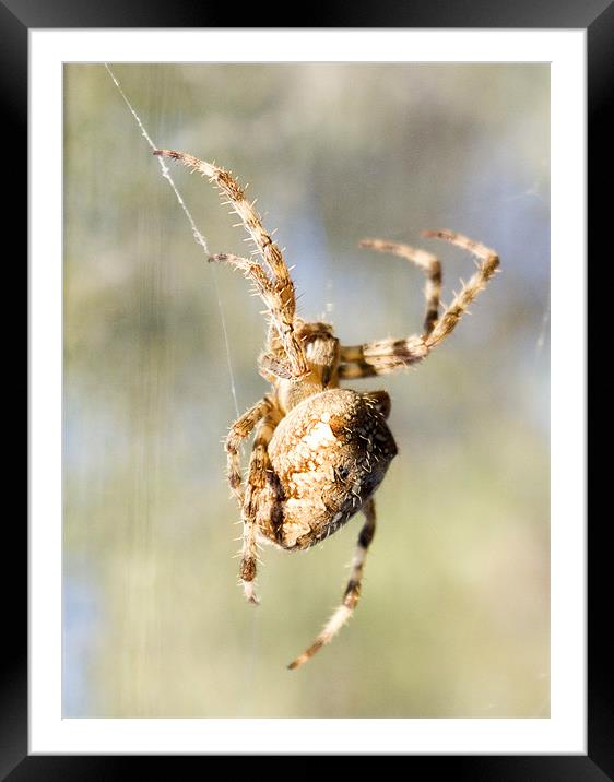 Spider 2 Framed Mounted Print by Alan Pickersgill