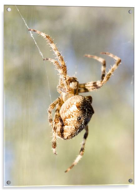 Spider 2 Acrylic by Alan Pickersgill