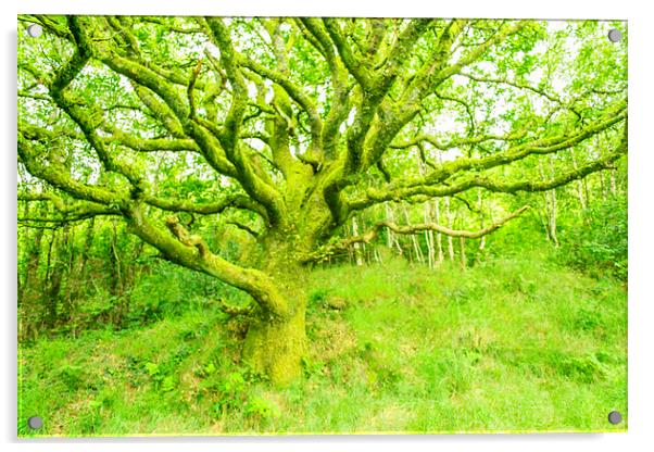  welsh tree Acrylic by Marina Otto